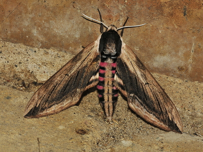 Ligustersværmer (Sphinx ligustri)
