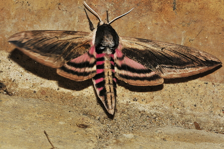 Ligustersværmer (Sphinx ligustri)