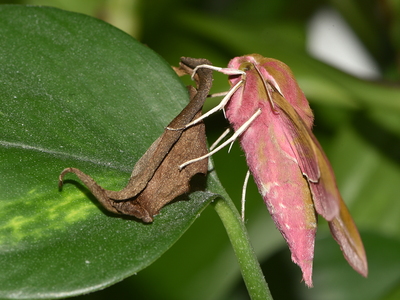 Dueurtsværmer  (Deilephila elpenor)