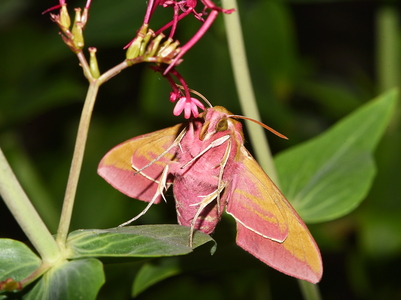 Dueurtsværmer  (Deilephila elpenor)