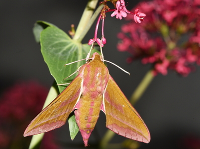 Dueurtsværmer  (Deilephila elpenor)