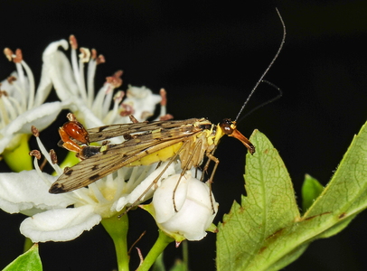 Almindelig Skorpionflue (Panorpa communis)