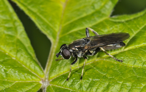 Træsvirreflue sp.
