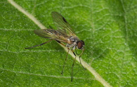 Rhagio lineola