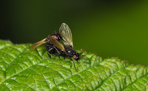  Lauxania cylindricornis