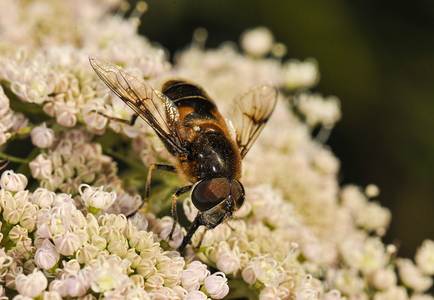  Have-Dyndflue (Eristalis horticola)