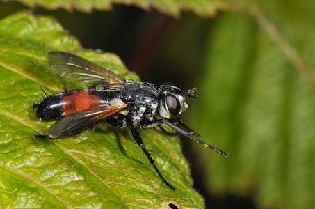 Cylindromyia sp.