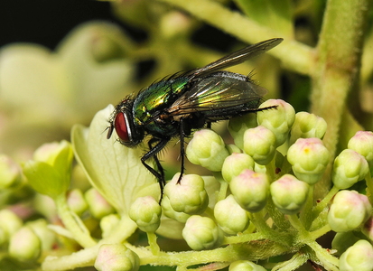 Guldflue sp. (Lucilia sp.)