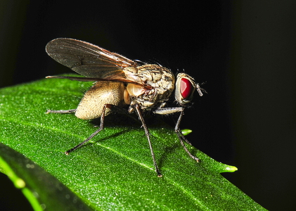  Blomsterflue ubest. (Anthomyiidae indet.)