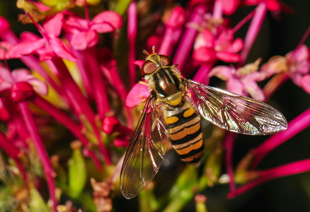 Dobbeltbåndet Svirreflue (Episyrphus balteatus)