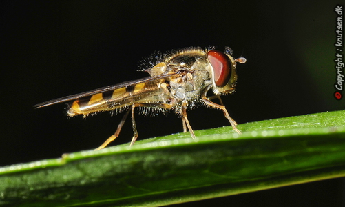Bælte-Svirreflue (Meliscaeva cinctella)