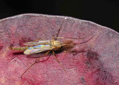  Dansemyg ubest. (Chironomidae indet.)