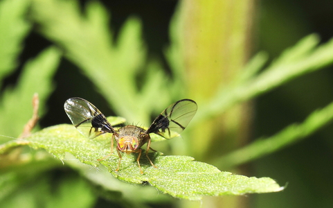 Anomoia purmunda