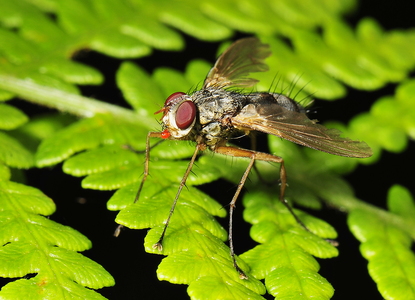 Snylteflue