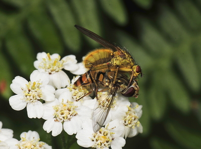 Dobbeltbåndet Svirreflue (Episyrphus balteatus) / Almindelig Gødningsflue (Scathophaga stercoraria)