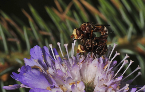 Sicus ferrugineus