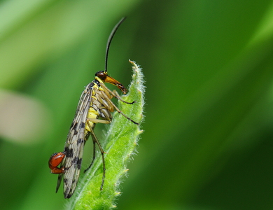 Almindelig Skorpionflue (Panorpa germanica)