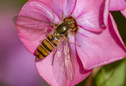 Dobbeltbåndet Svirreflue (Episyrphus balteatus)