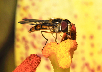 Dobbeltbåndet Svirreflue (Episyrphus balteatus)