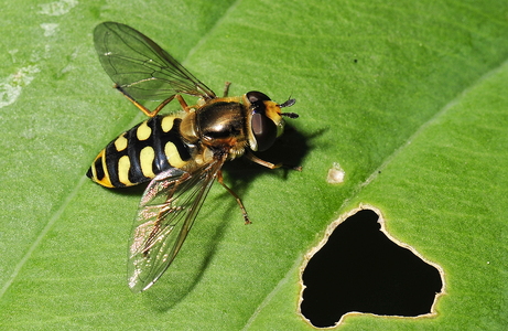  Almindelig Marksvirreflue (Eupeodes corollae)