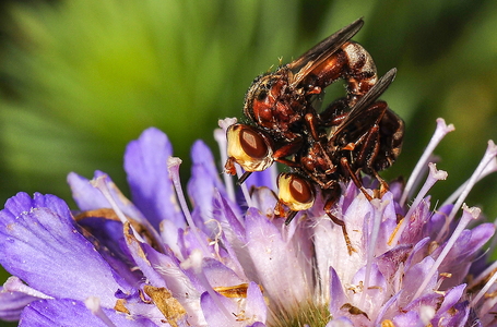 Sicus ferrugineus