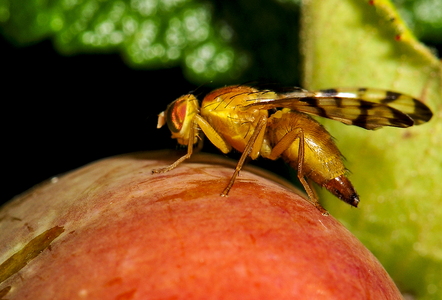 Hybenflue (Rhagoletis alternata)