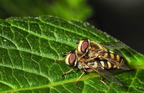  Almindelig Havesvirreflue (Syrphus ribesii)