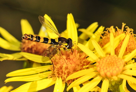  Almindelig kuglebærerflue (Sphaerophoria scripta)
