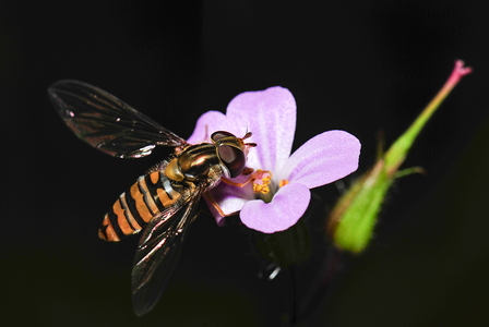 Dobbeltbåndet Svirreflue (Episyrphus balteatus)