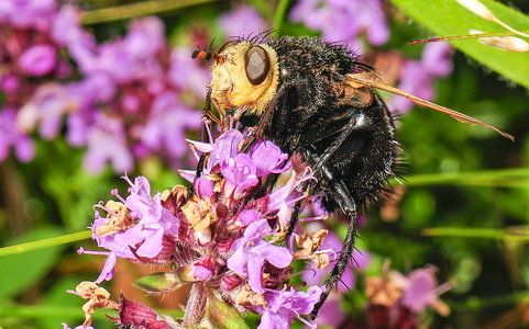  Kæmpefluen Harald (Tachina grossa)