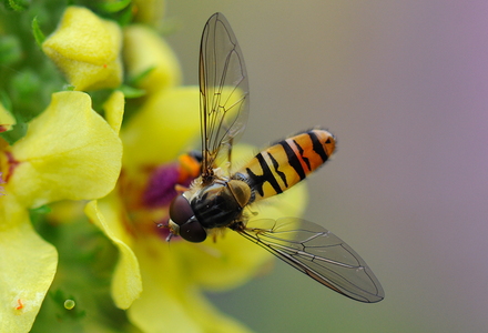 Dobbeltbåndet Svirreflue (Episyrphus balteatus)