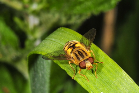 Gærde-Sumpsvirreflue (Parhelophilus versicolor)