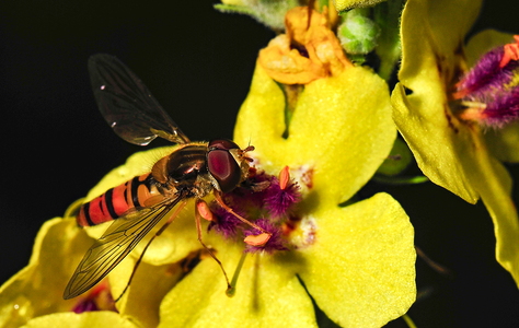  Dobbeltbåndet Svirreflue (Episyrphus balteatus)