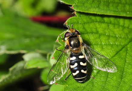 Hvidplettet Agersvirreflue (Scaeva pyrastri)