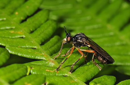  Rødbenet Engrovflue (Dioctria rufipes)