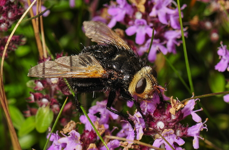 Kæmpefluen Harald (Tachina grossa)