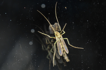 Dansemyg ubest. (Chironomidae indet.)
