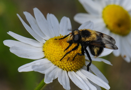 Foranderlig Humlesvirreflue (Volucella bombylans)