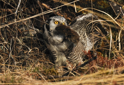  Høgeugle (Surnia ulula)