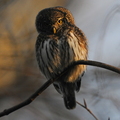 Spurveugle (Glaucidium passerinum)