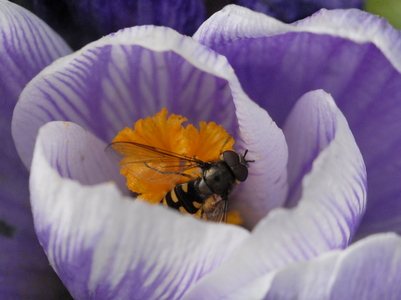 Almindelig Marksvirreflue (Eupeodes corollae)