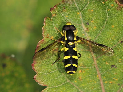 Sen ornamentsvirreflue (Xanthogramma pedissequum)