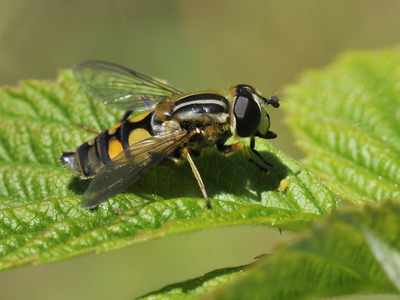  Almindelig Sumpsvirreflue (Helophilus pendulus)