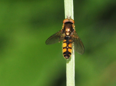 Trapez-Svirreflue (Meliscaeva auricollis)