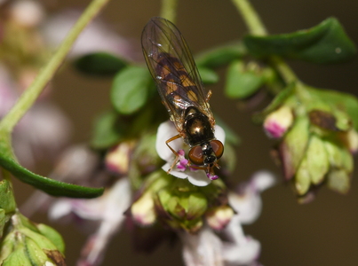 Almindelig græssvirreflue (Melanostoma mellinum)