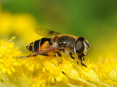 Almindelig dyndflue (Eristalis arbustorum)