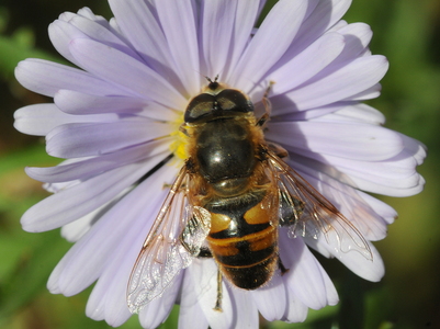 Droneflue (Eristalis tenax)