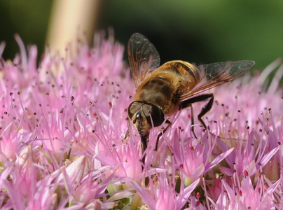 Droneflue (Eristalis tenax)