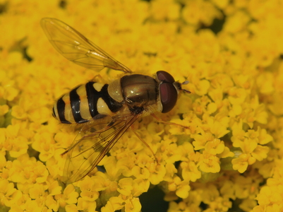Stor Buesvirreflue (Megasyrphus erraticus)