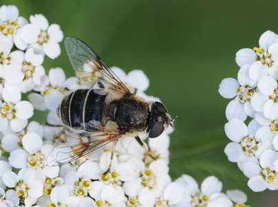 Almindelig dyndflue (Eristalis arbustorum)